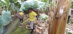 En mayo de 2018, despu&eacute;s de 20 a&ntilde;os de intensas gestiones diplom&aacute;ticas, Ecuador reanud&oacute; sus exportaciones de banano a Brasil.