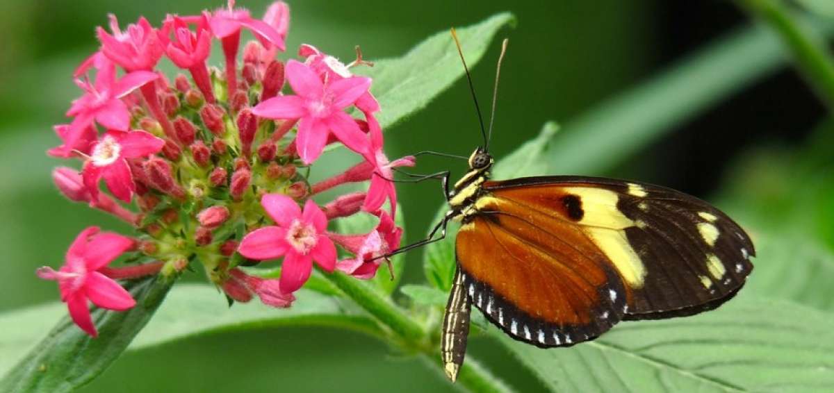 Cient&iacute;ficos analizar&aacute;n varias muestras de mariposas del Ecuador. 