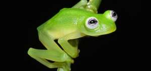 Las ranas aparecieron por la extinci&oacute;n de los dinosaurios, seg&uacute;n estudio