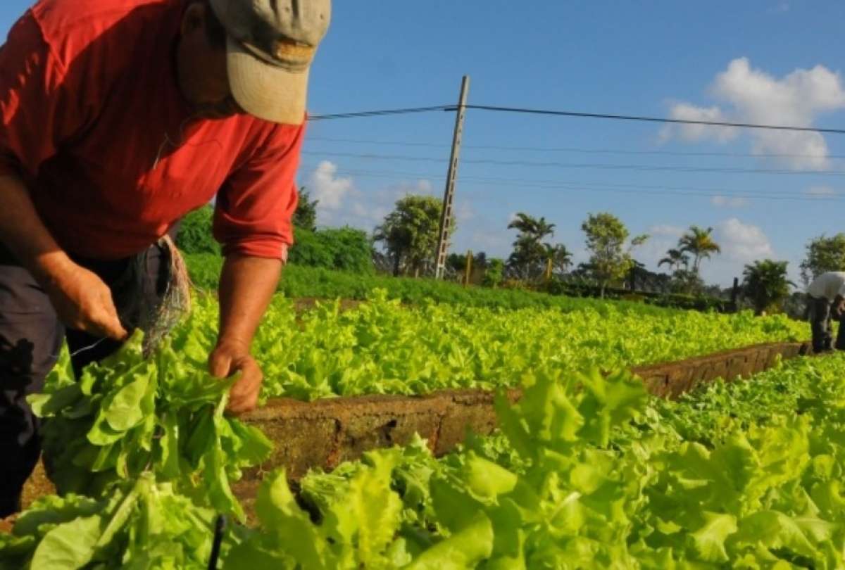 Así pueden acceder los productores al crédito 7x7