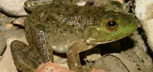 Especies invasoras amenazan la biodiversidad mundial