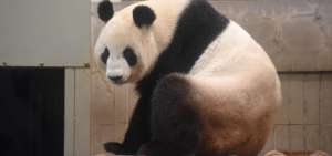 Nace un panda en un zool&oacute;gico de Jap&oacute;n