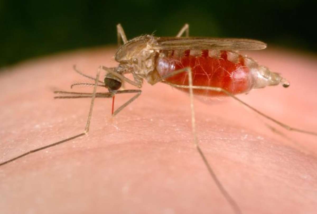 Orellana y Pastaza son las dos provincias con más casos de malaria en el país. 