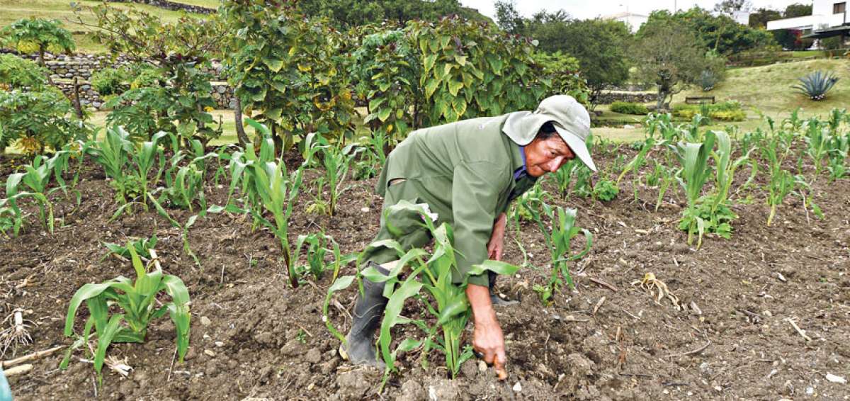 En los pueblos andinos, el ma&iacute;z y el poroto son los protagonistas de la chacra por su valor altamente nutritivo.