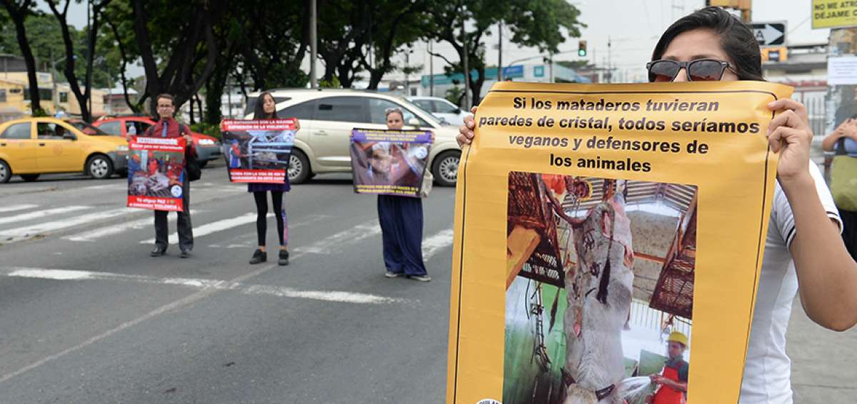 Los activistas exhibieron su mensaje animalista a conductores y transe&uacute;ntes en la avenida Domingo Com&iacute;n, en el sur de Guayaquil.