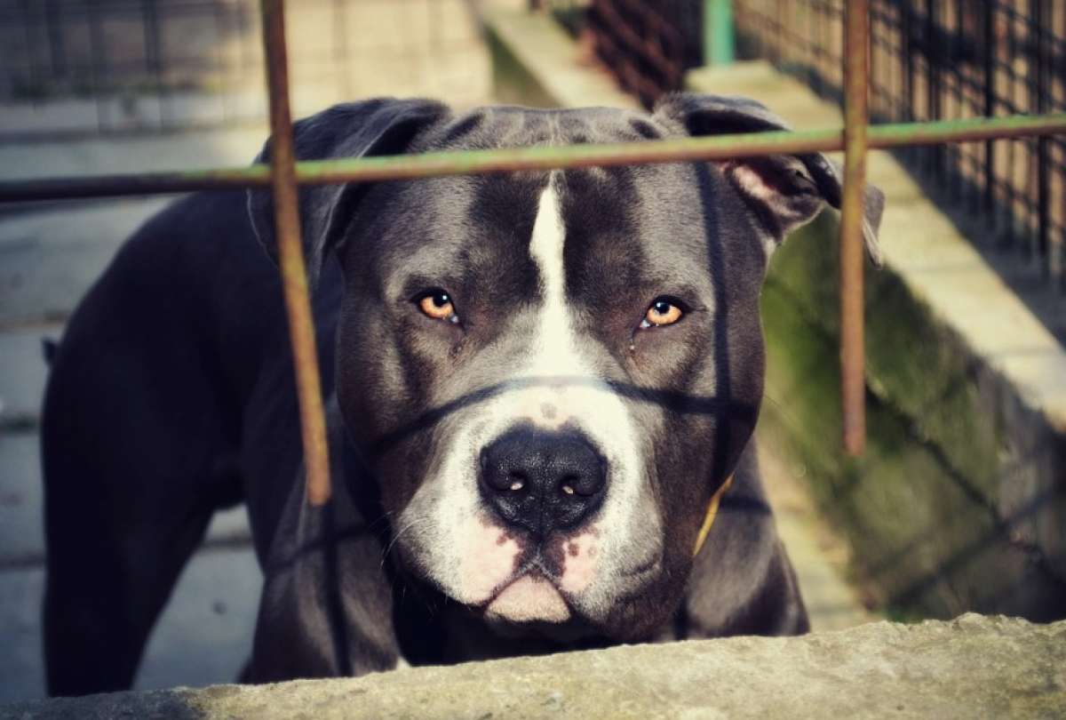 El Telégrafo - Un niño falleció tras ser atacado por un perro de raza  similar a un pitbull en Quito