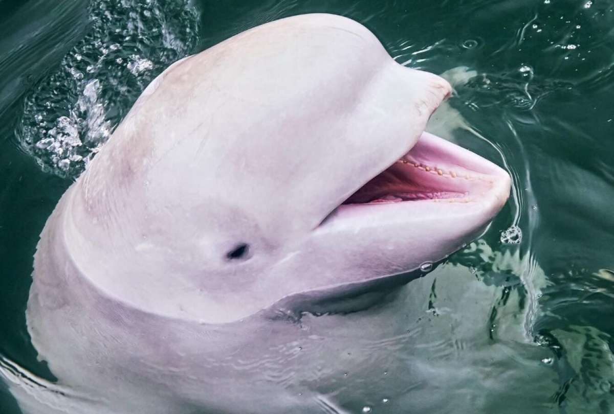 Ballena beluga recupera un celular del fondo del mar