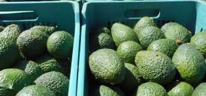 EE.UU. propone importar aguacate fresco de Ecuador