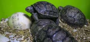 Primeras cr&iacute;as de tortugas del a&ntilde;o salen de sus incubadoras en Gal&aacute;pagos