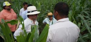 El martes, el ministro Javier Ponce recorri&oacute; los cultivos afectados de Balzar y dialog&oacute; con los productores.