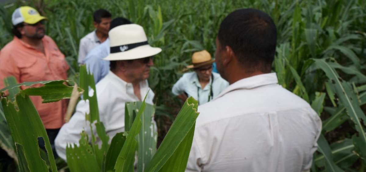 El martes, el ministro Javier Ponce recorri&oacute; los cultivos afectados de Balzar y dialog&oacute; con los productores.
