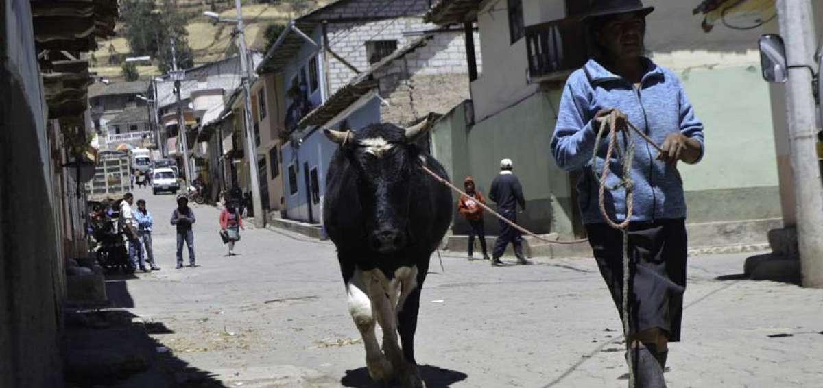 Al unirse a la asociaci&oacute;n, los peque&ntilde;os ganaderos acceden a beneficios que les permite mejorar la calidad de los animales y la producci&oacute;n lechera.