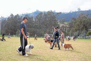 El adiestramiento canino, un trabajo en equipo de constancia y dedicaci&oacute;n