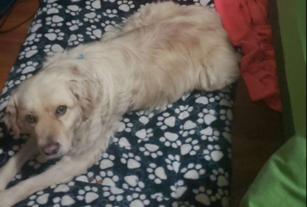&iexcl;Lo abandonaron por su condici&oacute;n!