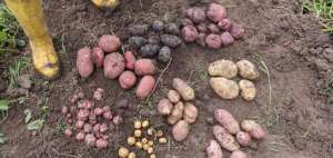 En el cultivo de la papa est&aacute;n involucrados aproximadamente 88.000 agricultores de 80 cantones.