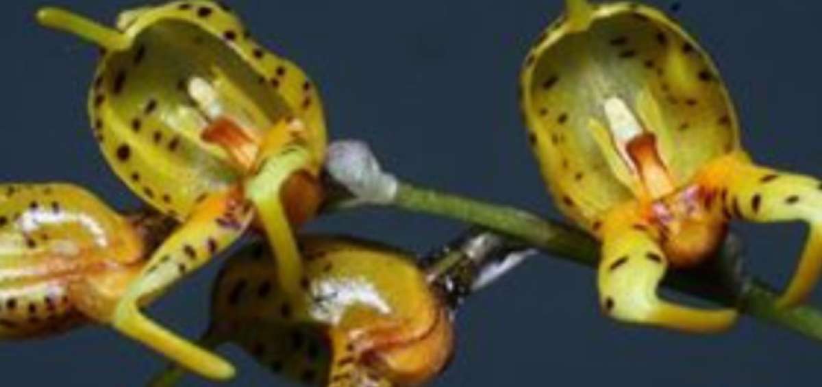 Las 10 nuevas especies de orqu&iacute;deas llegan a Guayaquil