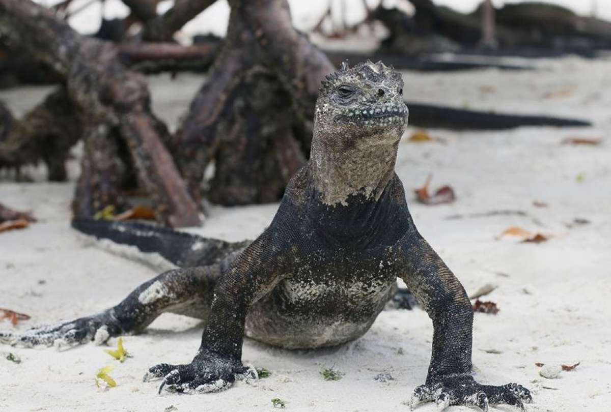 Ecuador presentará dos propuestas en la COP20 para proteger las iguanas marinas.