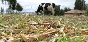 El seco verano causa que las vacas no tengan qu&eacute; comer y por lo tanto disminuya la producci&oacute;n lechera en la provincia de Azuay.