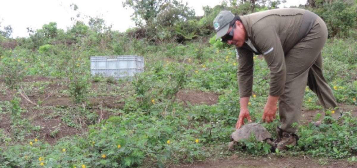 El programa de reproducci&oacute;n en cautiverio y posterior repatriaci&oacute;n de tortugas es uno de los m&aacute;s exitosos desarrollados en el archipi&eacute;lago.