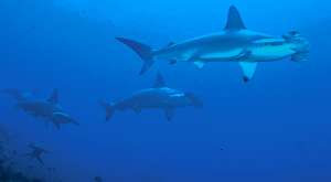Al ser Ecuador l&iacute;der de la regi&oacute;n, plantear&aacute; medidas de protecci&oacute;n m&aacute;s estrictas para la conservaci&oacute;n de especies como el tibur&oacute;n martillo gigante. Foto: Cortes&iacute;a: Ministerio del Ambiente