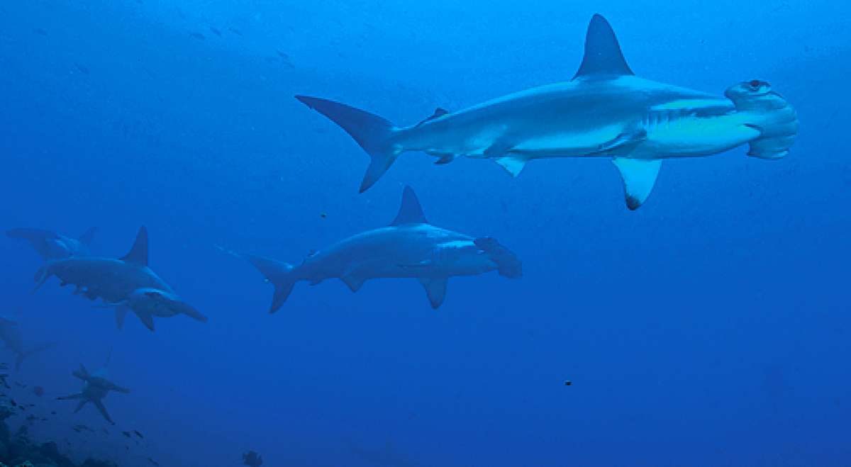 Al ser Ecuador l&iacute;der de la regi&oacute;n, plantear&aacute; medidas de protecci&oacute;n m&aacute;s estrictas para la conservaci&oacute;n de especies como el tibur&oacute;n martillo gigante. Foto: Cortes&iacute;a: Ministerio del Ambiente