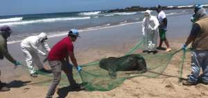 T&eacute;cnicos del Ministerio del Ambiente realizan labores de rescate del lobo marino.