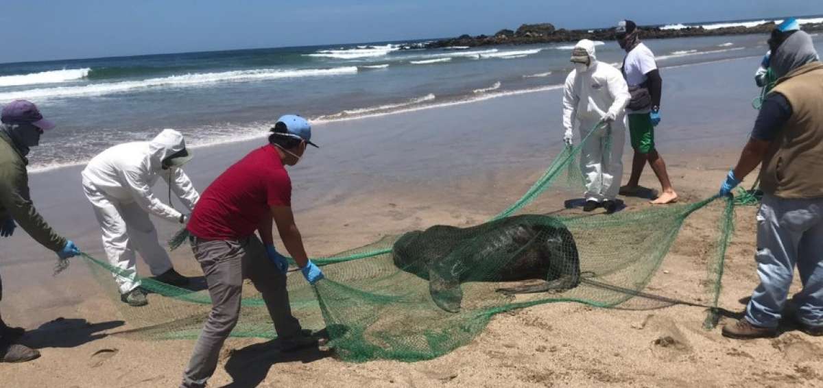 T&eacute;cnicos del Ministerio del Ambiente realizan labores de rescate del lobo marino.