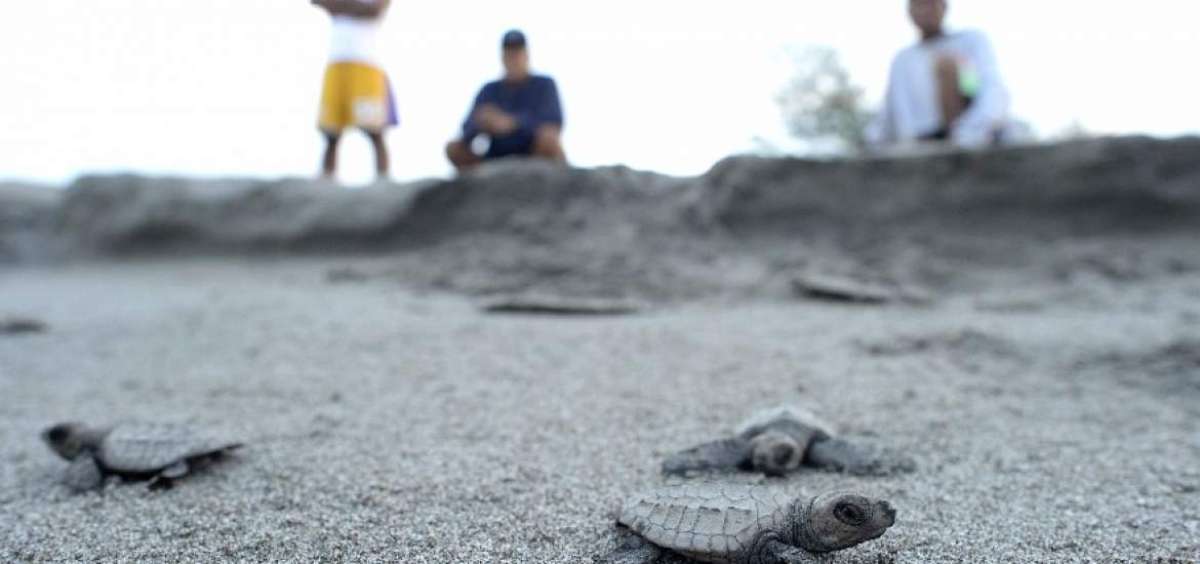 Si las tortugas oliv&aacute;ceas de Filipinas consiguen llegar al mar y sobrevivir, pasar&aacute;n unos 80 a&ntilde;os a la deriva de las corrientes c&aacute;lidas.
