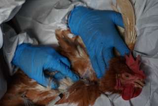 Autoridades activan cerco epidemiológico y controlan primer caso de influenza aviar en Cotopaxi