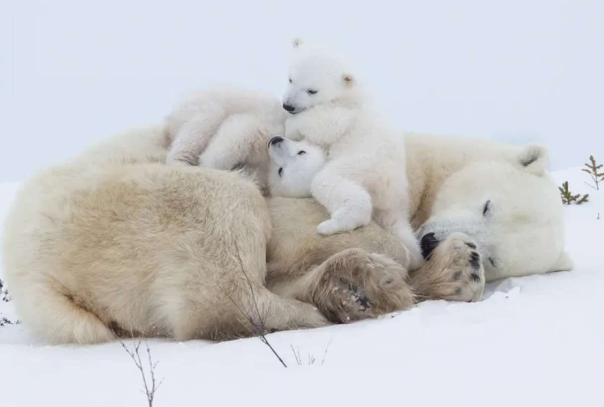 La maternidad animal no responde al afecto humano, sino a la evoluci&oacute;n.