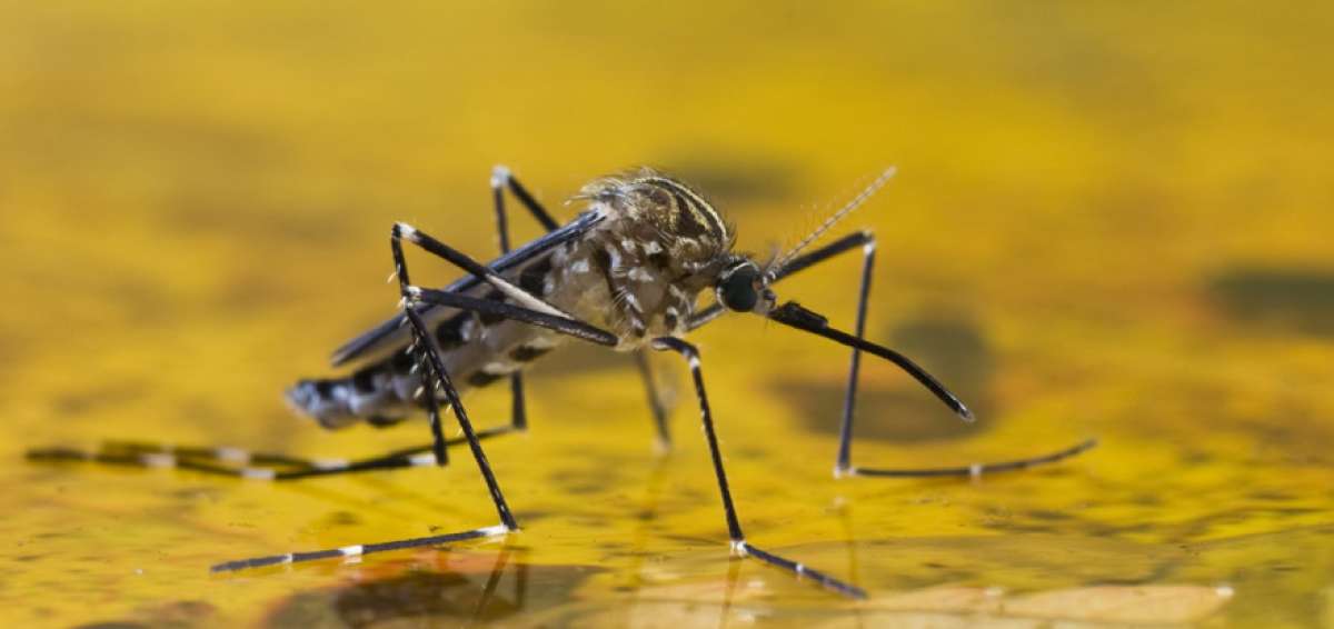 Brasil registra 65 muertos por fiebre amarilla
