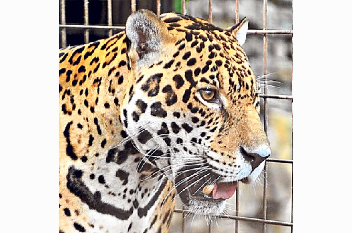 En Manab&iacute; fueron recuperados 47 animales silvestres en cautiverio     