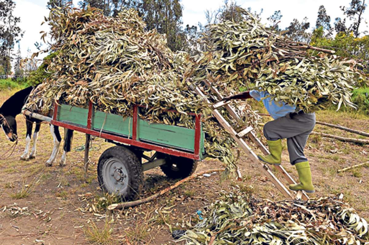 El &uacute;ltimo &lsquo;chamicero&rsquo; que labora en Ambato (Portafolio Gr&aacute;fico)