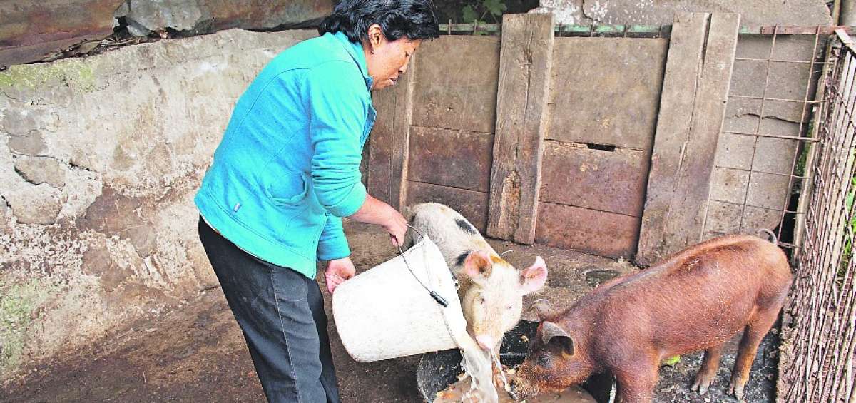 La crianza de animales es una de las actividades que desarrollan los habitantes del barrio ubicado a la salida (desde Quito) del t&uacute;nel Guayasam&iacute;n.