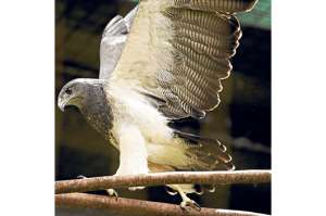 El zool&oacute;gico de Guayllabamba pide ayuda