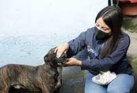 Rescataron a perro víctima de maltrato en Quito