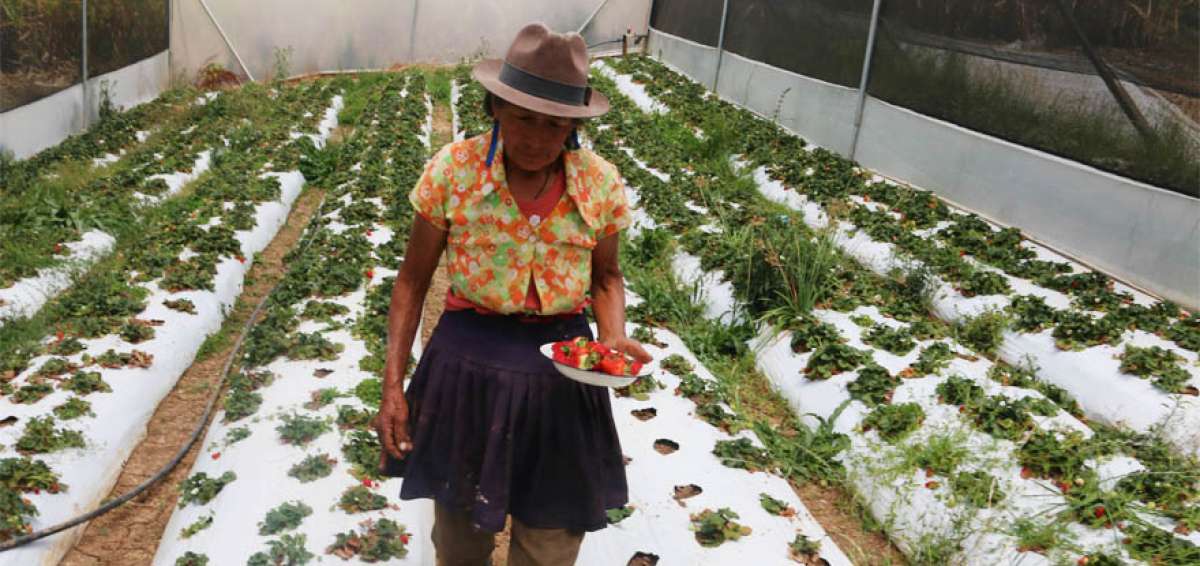 Los agricultores tienen tranquilidad por cuanto el cant&oacute;n es f&eacute;rtil y eso facilita el cultivo de las fresas.