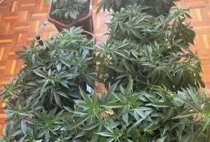 La Policía Nacional anunció la incautacion de varias plantas de marihuana de un domicilio al norte de Quito.