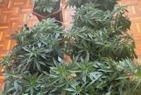 La Policía Nacional anunció la incautacion de varias plantas de marihuana de un domicilio al norte de Quito.