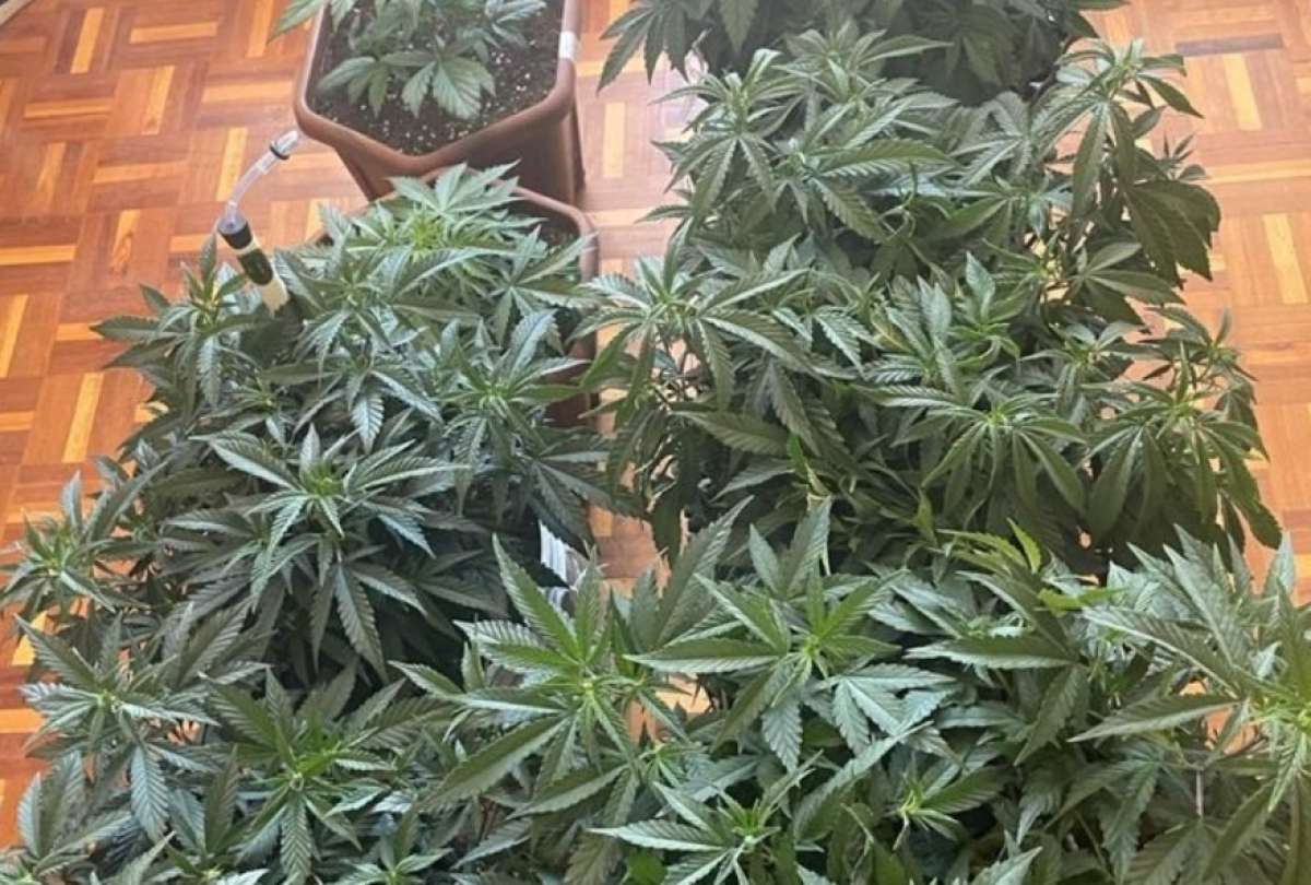La Policía Nacional anunció la incautacion de varias plantas de marihuana de un domicilio al norte de Quito.