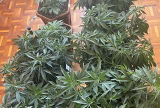 La Policía Nacional anunció la incautacion de varias plantas de marihuana de un domicilio al norte de Quito.