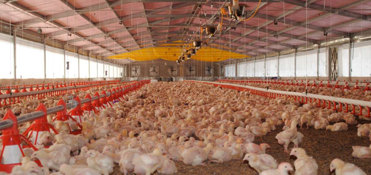 Los pollos peque&ntilde;os necesitan ser alimentados m&iacute;nimo 3 veces por d&iacute;a y criarse en temperaturas c&aacute;lidas.