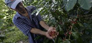 El Ministerio de Agricultura inform&oacute; que el caf&eacute; ecuatoriano est&aacute; en una etapa de renovaci&oacute;n y mejoramiento tras la intervenci&oacute;n del plan de reactivaci&oacute;n. 