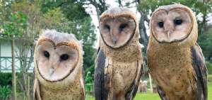 En el Jard&iacute;n Alado es un espacio de rescate de aves que estuvieron en cautiverio