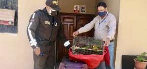 53 pericos caretirrojo son rescatados de la venta ilegal en un operativo