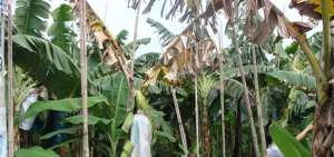 Bananeros se capacitan sobre el mal de Panam&aacute;