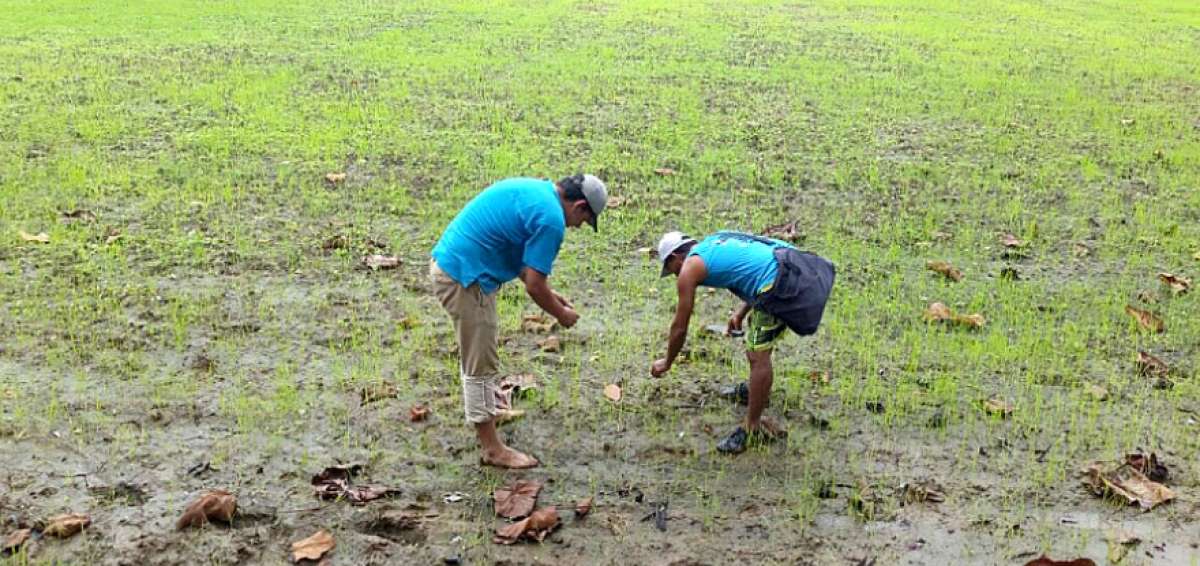 Sector agropecuario mejora, pero sin solucionar problemas internos