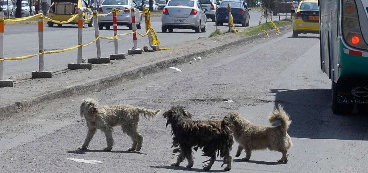 El problema de la proliferaci&oacute;n de perros callejeros es una situaci&oacute;n extendida por todos los sectores del Distrito Metropolitano de Quito. 