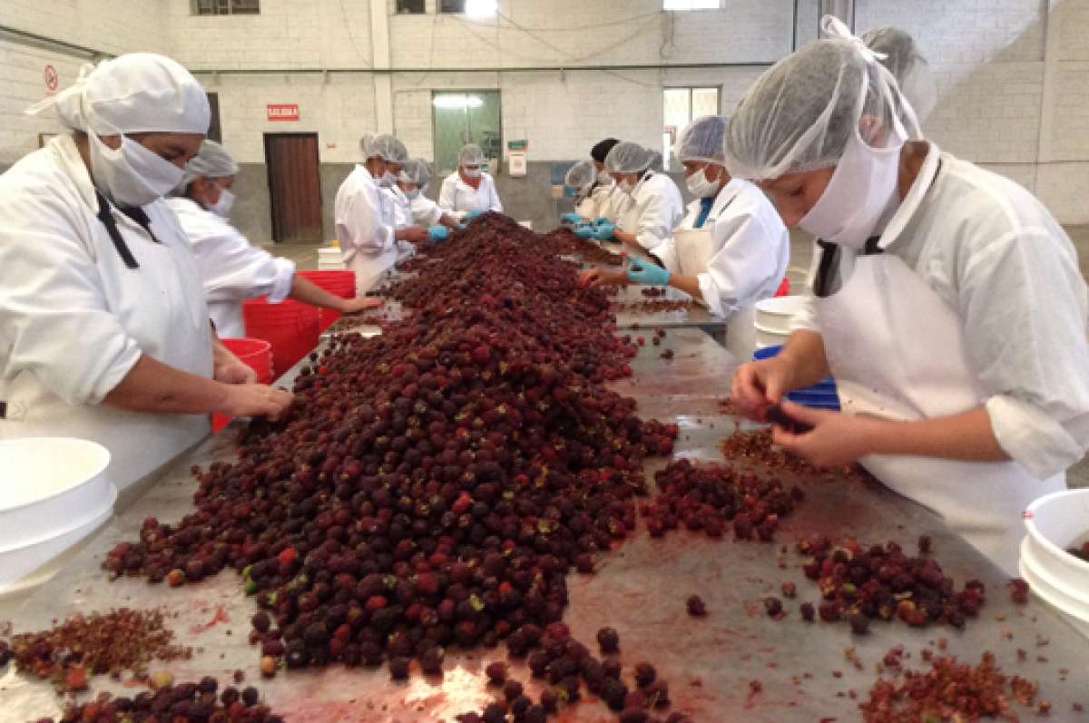 Antes de ser procesada, la fruta es escogida y limpiada minuciosamente por un grupo de operarios. Foto: Jos&eacute; Miguel Castillo.