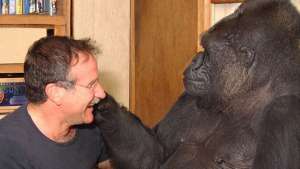Conoce al gorila que llor&oacute; por Robin Williams (VIDEO)